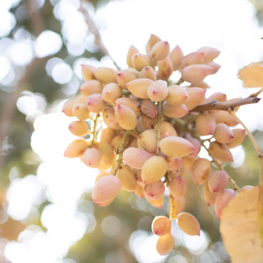 Pistachio cluster on tree branch with sunlight shimmering behind it